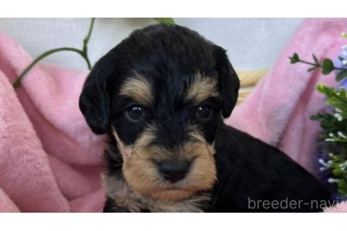 成約済の茨城県のミックス犬-368785の1枚目