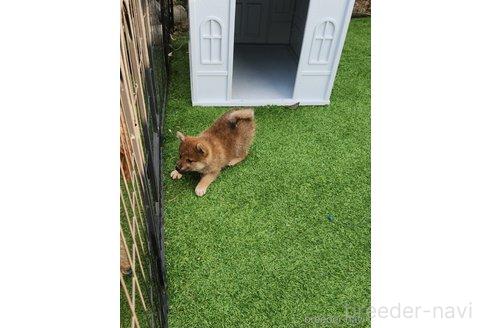 販売中の福岡県の柴犬-368797の7枚目