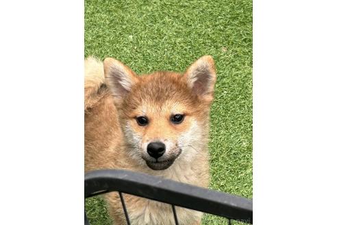 販売中の福岡県の柴犬-368797