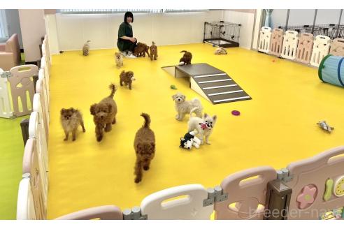 成約済の神奈川県のフレンチブルドッグ-364511の3枚目
