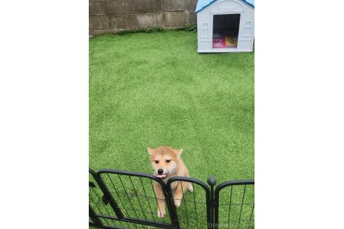 販売中の福岡県の柴犬-368797の4枚目