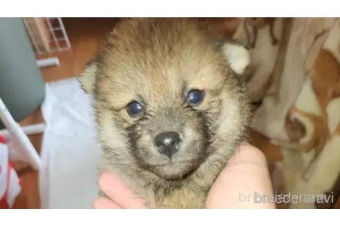 販売中の福岡県の柴犬-368797の5枚目