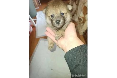 販売中の福岡県の柴犬-368797の3枚目