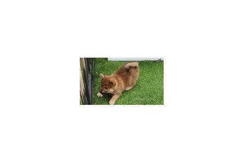 販売中の福岡県の柴犬-368797の2枚目