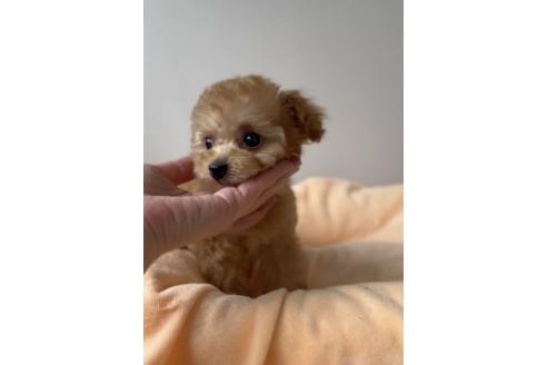 成約済の福岡県のタイニープードル-368799の5枚目