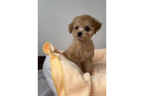 成約済の福岡県のタイニープードル-368799の4枚目