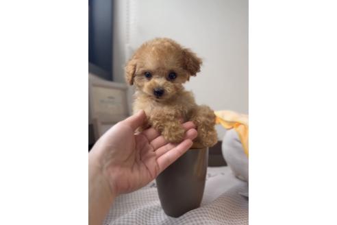 成約済の福岡県のタイニープードル-368799の2枚目