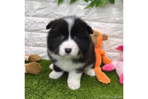 成約済の愛知県のボーダーコリー-366657