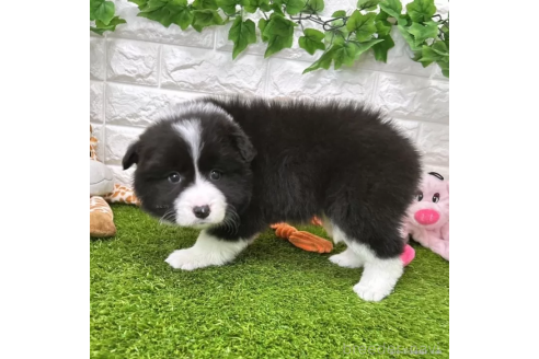 成約済の愛知県のボーダーコリー-366657の5枚目