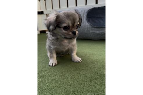 成約済の福岡県のミックス犬-365539の13枚目