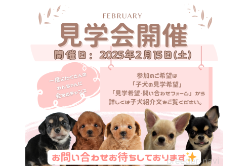 成約済の埼玉県のミニチュアダックスフンド(ロングヘアード)-368836の3枚目