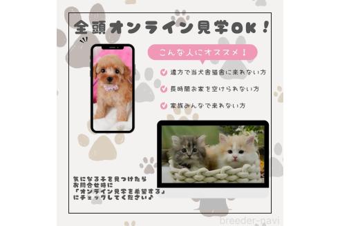 成約済の神奈川県のビションプー:ビションフリーゼ×トイプードル-362714の3枚目