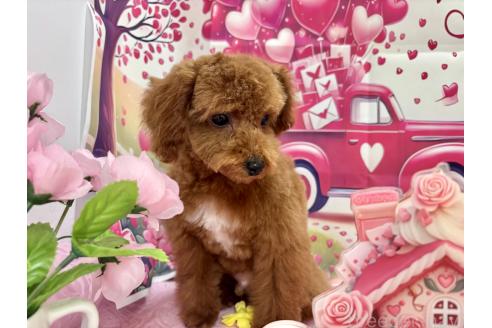 成約済の栃木県のトイプードル-359708の2枚目