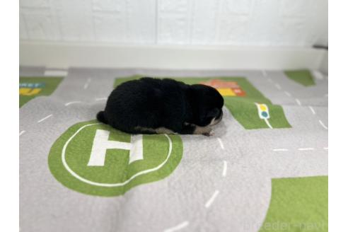 成約済の愛知県の豆柴-368873の6枚目
