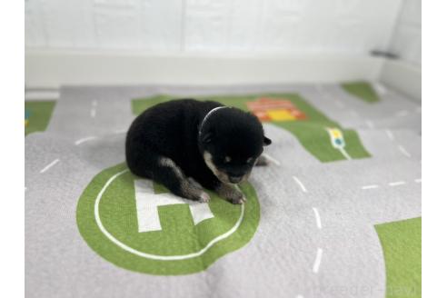 成約済の愛知県の豆柴-368875の6枚目