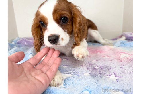 成約済の福岡県のキャバリアキングチャールズスパニエル-353647