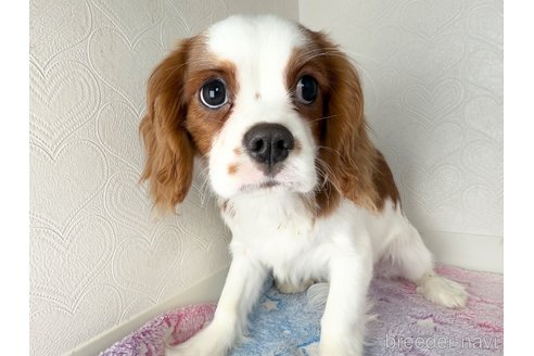 成約済の福岡県のキャバリアキングチャールズスパニエル-353647の3枚目