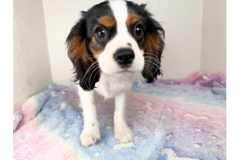 成約済の福岡県のキャバリアキングチャールズスパニエル-353651の3枚目