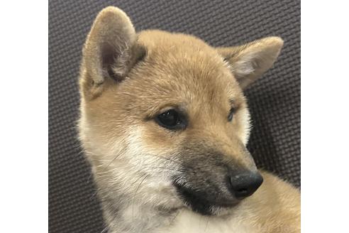 成約済の福岡県の豆柴-354140の11枚目