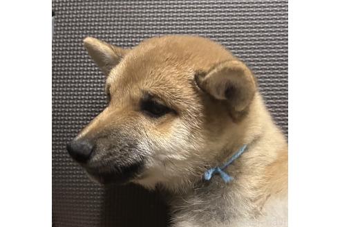 成約済の福岡県の豆柴-354140の10枚目