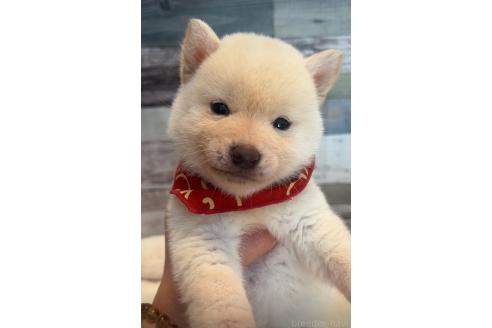 成約済の茨城県の柴犬-368725の1枚目