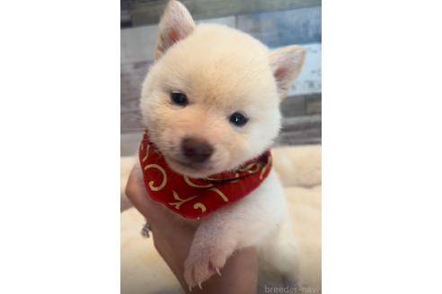 成約済の茨城県の柴犬-368725の5枚目