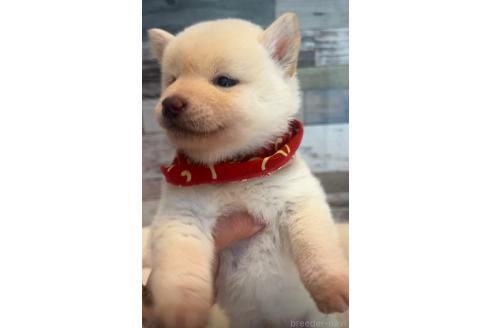 成約済の茨城県の柴犬-368725の3枚目