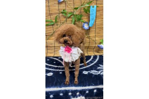 ミーナちゃん1枚目