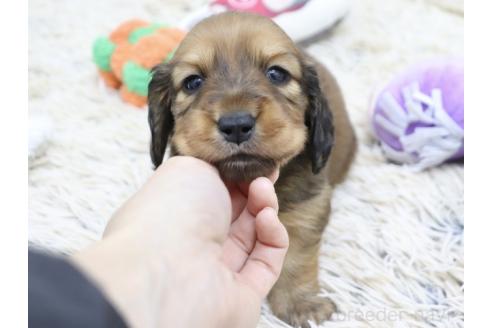 成約済の兵庫県のカニンヘンダックスフンド(ロングヘアード)-368906の3枚目