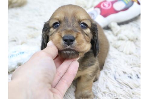 成約済の兵庫県のカニンヘンダックスフンド(ロングヘアード)-368906の2枚目