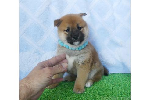 成約済の静岡県の柴犬-368918の1枚目