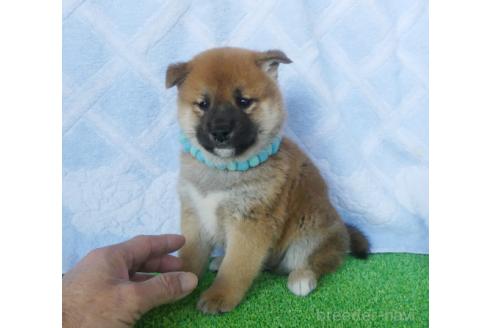 成約済の静岡県の柴犬-368918の5枚目