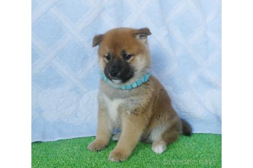 成約済の静岡県の柴犬-368918の4枚目