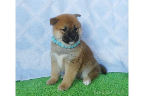 成約済の静岡県の柴犬-368918の2枚目