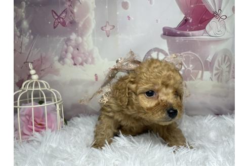 成約済の熊本県のマルプー:マルチーズ×トイプードル-364360の2枚目