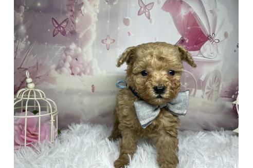 成約済の熊本県のマルプー:マルチーズ×トイプードル-364356の2枚目