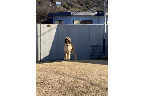 成約済の岡山県のアフガンハウンド-339487
