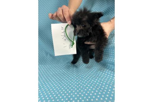 成約済の北海道のポメプー:ポメラニアン×トイプードル-368946の5枚目