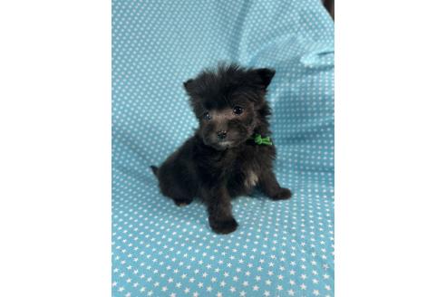 成約済の北海道のポメプー:ポメラニアン×トイプードル-368946の4枚目