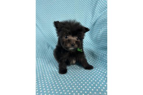 成約済の北海道のポメプー:ポメラニアン×トイプードル-368946の3枚目