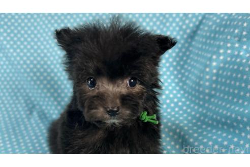 成約済の北海道のポメプー:ポメラニアン×トイプードル-368946