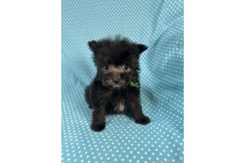 成約済の北海道のポメプー:ポメラニアン×トイプードル-368946の2枚目