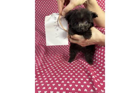 成約済の北海道のポメプー:ポメラニアン×トイプードル-368961の5枚目