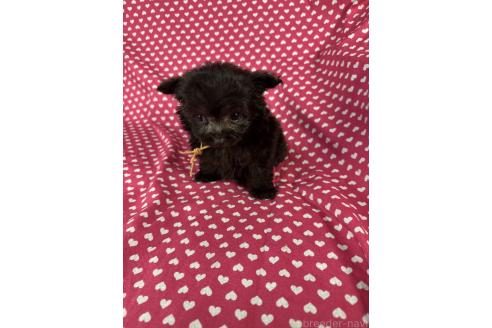 成約済の北海道のポメプー:ポメラニアン×トイプードル-368961の4枚目