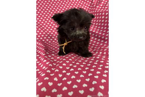 成約済の北海道のポメプー:ポメラニアン×トイプードル-368961の3枚目