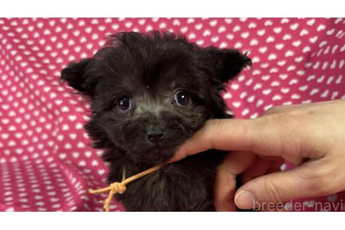 成約済の北海道のポメプー:ポメラニアン×トイプードル-368961