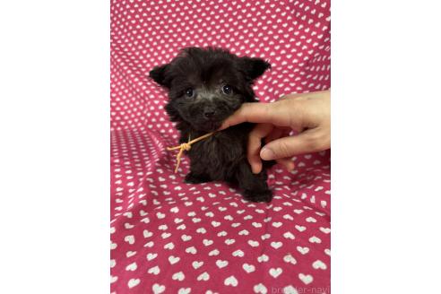 成約済の北海道のポメプー:ポメラニアン×トイプードル-368961の2枚目