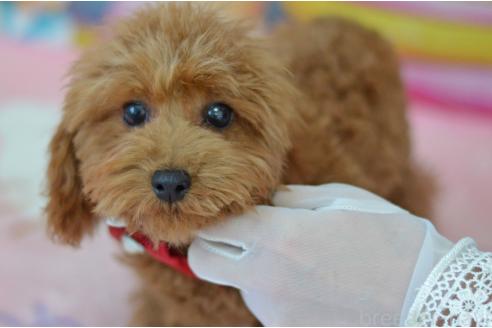 成約済の埼玉県のティーカッププードル-349247の8枚目