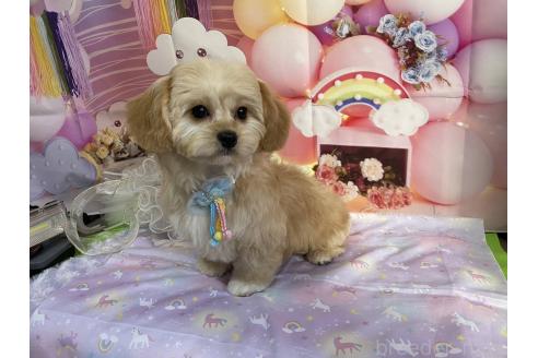 成約済の神奈川県のミックス犬-357497の8枚目