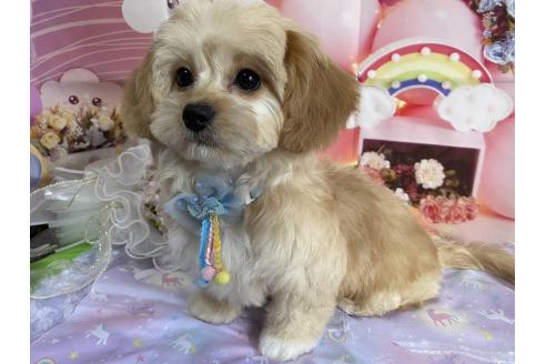 成約済の神奈川県のミックス犬-357497の7枚目